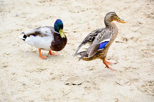 Top 7 Things To Consider Before Getting A Pet Duck