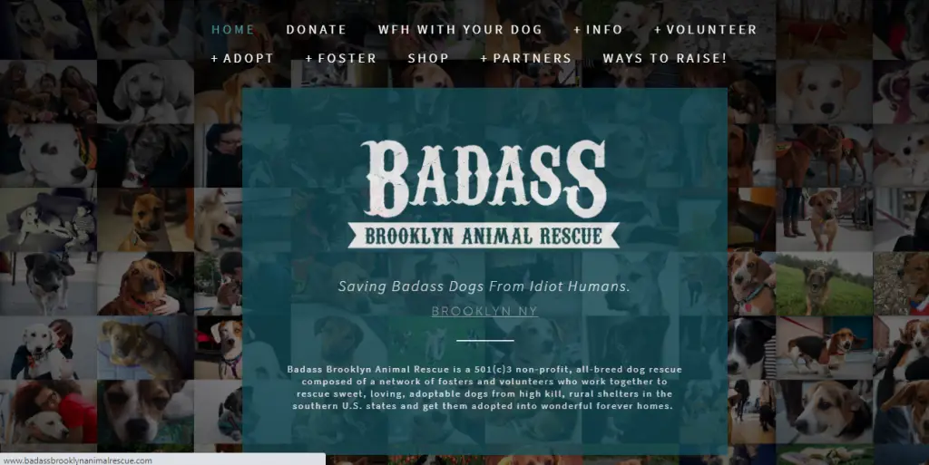 Badass Brooklyn Animal Rescue