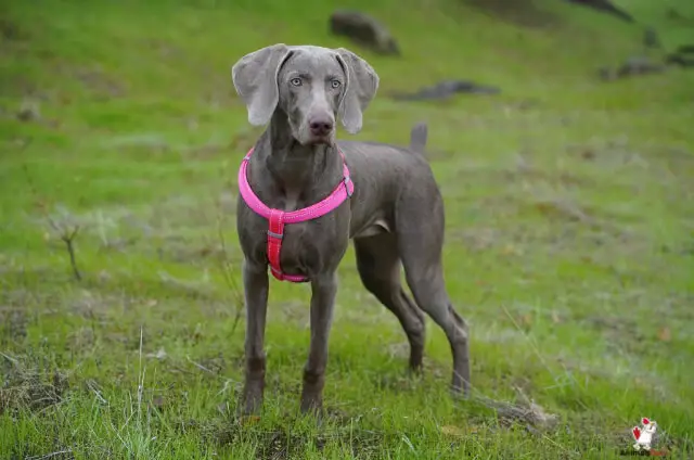  The Blue Lacy