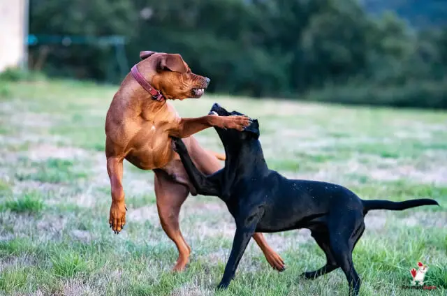 Dog Fighting Games