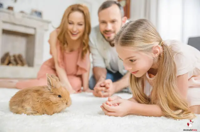 Rabbits Recognize Their Owners