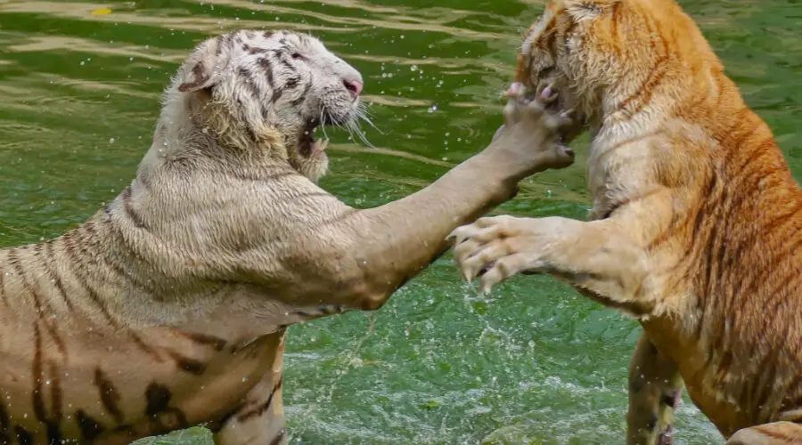 Can A Siberian Tiger Kill A Bengal Tiger