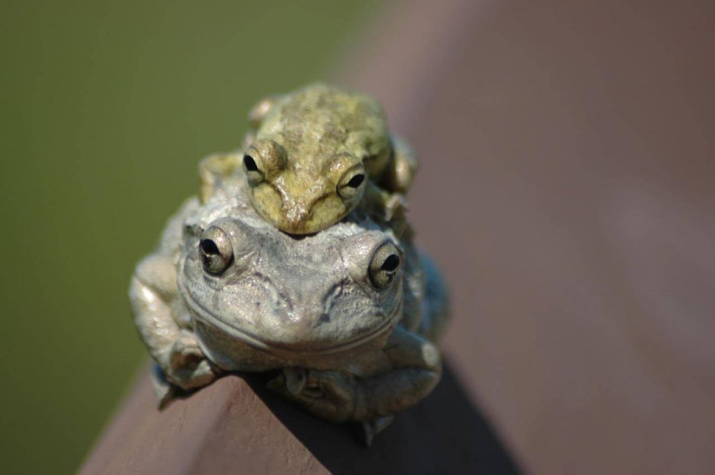 Interesting Statistics About Frogs & Its Predators