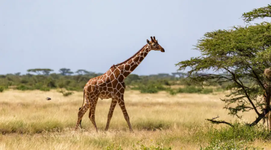 Types Of Food And Cost For A Giraffe