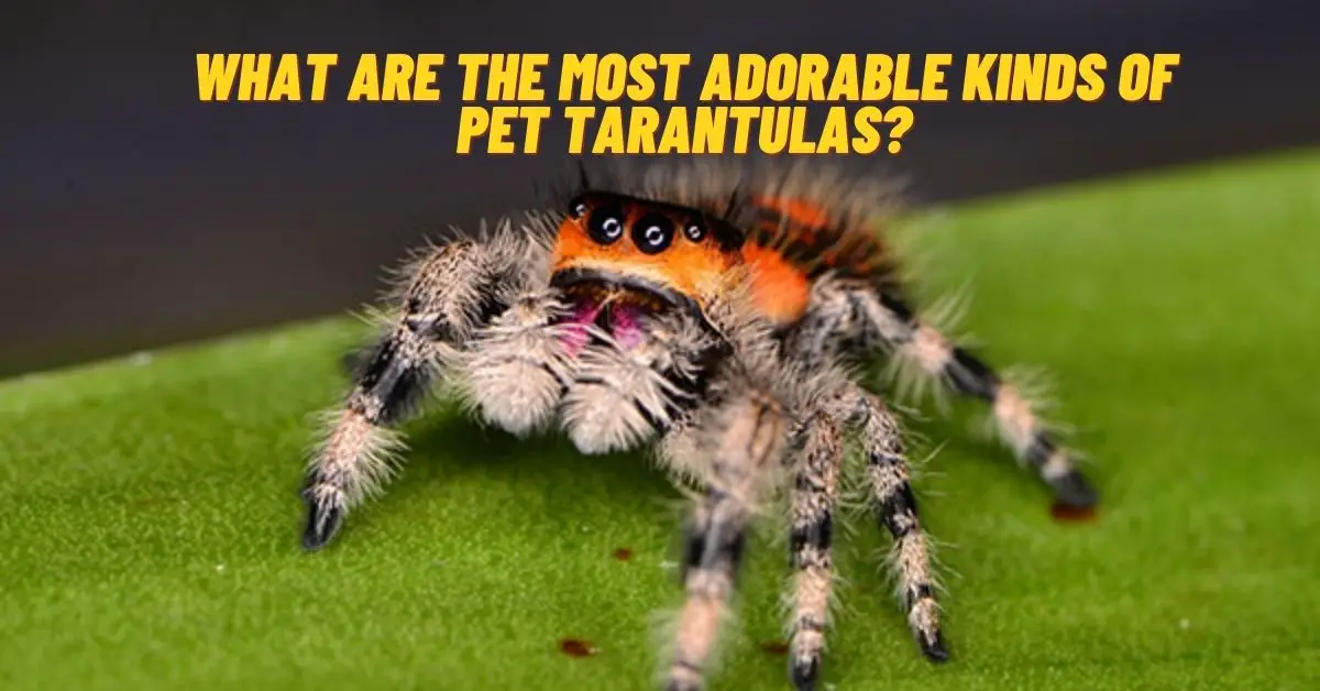 What Are The Most Adorable Kinds Of Pet Tarantulas