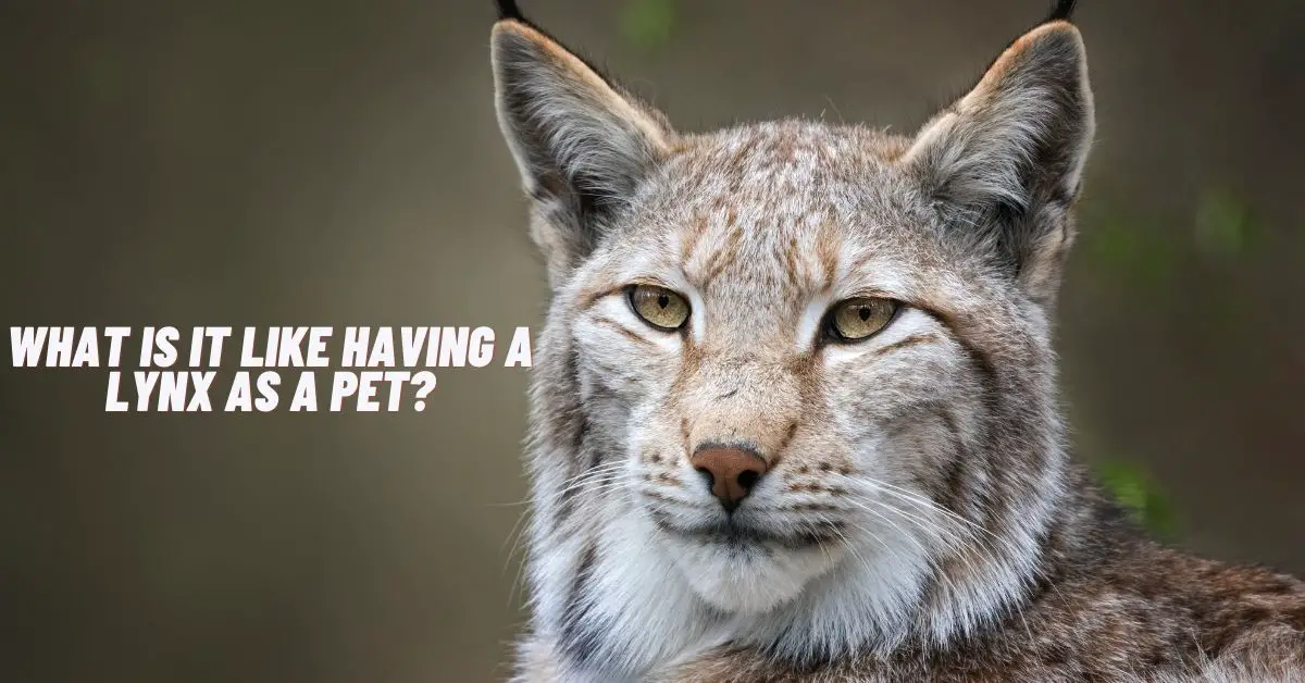 What Is It Like Having A Lynx As A Pet