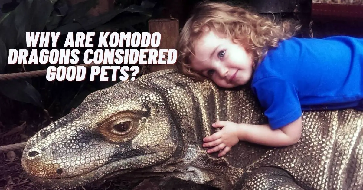Why Are Komodo Dragons Considered Good Pets