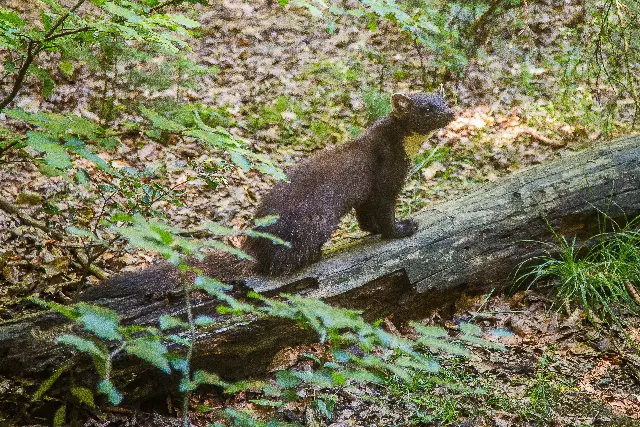7 Challenges with keeping a pine Marten