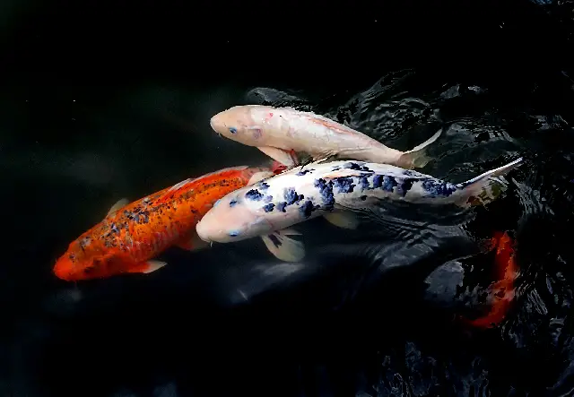 Returning A Dead Fish To PetSmart? Here's Everything You Should Know