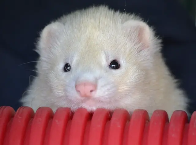 What Is The Cheapest way to own a ferret