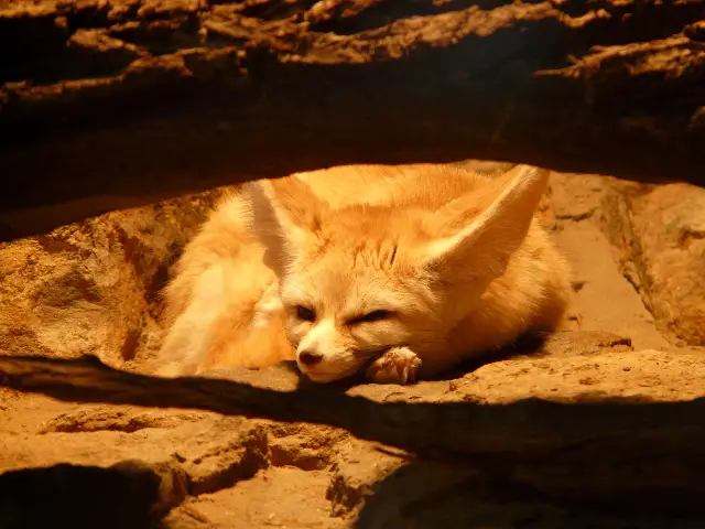 Having A Fennec Fox As A Pet: Challenges, Costs, and Tips