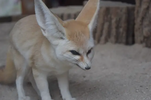 Top 7 Challenges With Keeping A Fennec Fox Pet