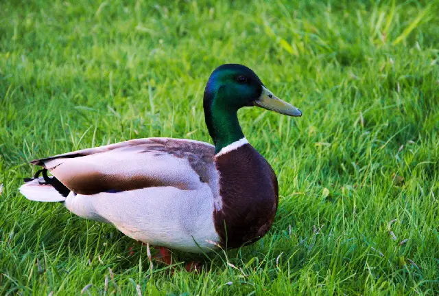 Keeping A Pet Duck In The US: Everything You Need To Know