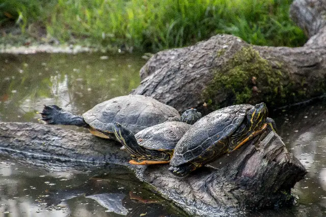 Why Do Turtles Live For So Long?