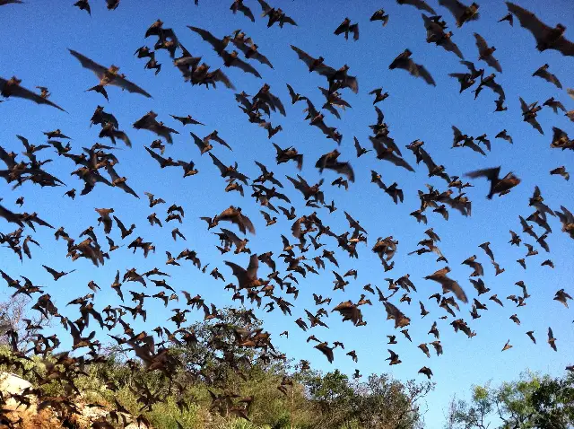 Top 7 Reasons Why You Shouldn't Keep Bats
