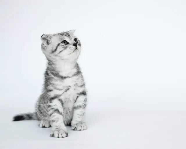 PetSmart Adoption Fee For Cats