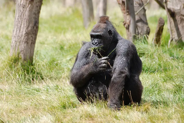 How Much Would It Cost To Get A Gorilla?