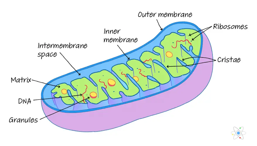 What Is The Function Of Mitochondria In An Animal Cell