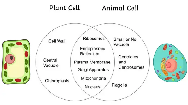 In both plant and animal cells, the organelle that is commonly seen is mitochondria. Mitochondria are responsible for producing energy within the cell, and they perform this function in both plant and animal cells. Other organelles that are found in both plant and animal cells include the nucleus, endoplasmic reticulum, Golgi apparatus, lysosomes, and peroxisomes. List of Organelles that are Present in both Plant and Animal Cells Cell Membrane The cell membrane is a thin layer of lipid molecules that surrounds the cell. It acts as a barrier that separates the internal environment of the cell from the external environment. In both plant and animal cells, the cell membrane is present and performs the same function. However, the cell wall is another layer that is present only in plant cells, which gives them a more rigid structure. Nucleus The nucleus is the control center of the cell. It contains the genetic material, which is responsible for regulating the cell's activities. Both plant and animal cells have a nucleus that performs the same function. However, plant cells have a more defined and structured nucleus that is surrounded by a nuclear membrane. Mitochondria Mitochondria are organelles that produce energy for the cell. They are often referred to as the powerhouse of the cell. Both plant and animal cells have mitochondria, and they function similarly in both types of cells. Endoplasmic Reticulum The endoplasmic reticulum (ER) is a network of membranes that are present in the cytoplasm of the cell. It has two types: rough endoplasmic reticulum (RER) and smooth endoplasmic reticulum (SER). The RER is involved in protein synthesis, while the SER is involved in lipid synthesis. Both plant and animal cells have ER, and they function similarly in both types of cells. Ribosomes Ribosomes are small structures that are responsible for protein synthesis. They are present in both plant and animal cells and perform the same function. However, plant cells have more ribosomes than animal cells because they need to produce more proteins. Golgi Apparatus The Golgi apparatus is a stack of flattened membranes that are responsible for processing and packaging proteins. Both plant and animal cells have a Golgi apparatus that performs the same function. However, plant cells have more Golgi stacks than animal cells because they need to produce and export more proteins. Lysosomes Lysosomes are small sacs of enzymes that are responsible for breaking down waste materials and foreign substances in the cell. Both plant and animal cells have lysosomes that perform the same function. Vacuoles Vacuoles are storage structures that are responsible for storing water, nutrients, and waste materials. Both plant and animal cells have vacuoles that perform the same function. However, plant cells have a larger central vacuole, which helps to maintain turgor pressure and provide structural support. Chloroplasts Chloroplasts are organelles that are responsible for photosynthesis, the process by which plants convert light energy into chemical energy. Chloroplasts are present only in plant cells and are not found in animal cells. Similarities and Differences between Plant and Animal Cells Plant and Animal cells share several similarities with plant cells in terms of organelles. Both types of cells have a cell membrane, nucleus, mitochondria, endoplasmic reticulum, ribosomes, Golgi apparatus, lysosomes, and vacuoles. However, there are also some significant differences. One of the most noticeable differences is the presence of a cell wall in plant cells. The cell wall is a rigid layer that provides structural support and protection to the plant cell. This is absent in animal cells. Another major difference is the presence of chloroplasts in plant cells. Chloroplasts are responsible for photosynthesis, the process that produces glucose and oxygen from carbon dioxide and water in the presence of sunlight. Animal cells do not have chloroplasts and cannot carry out photosynthesis. Plant cells also have a larger central vacuole, which helps to maintain turgor pressure and provide structural support. This is not present in animal cells, although they do have vacuoles that are responsible for storing water, nutrients, and waste materials. Conclusion In conclusion, both plant and animal cells have several organelles in common, including the cell membrane, nucleus, mitochondria, endoplasmic reticulum, ribosomes, Golgi apparatus, lysosomes, and vacuoles. However, plant cells have additional organelles like the cell wall and chloroplasts, while animal cells have some unique features like centrioles and lysosomes with different enzyme content. Understanding the functions and differences between these organelles is essential to understanding the cellular processes that sustain life in both plant and animal organisms. FAQs about What Organelle Is In Both Plant And Animal Cells? Do plant and animal cells have the same number of organelles? No, plant cells have additional organelles like the cell wall and chloroplasts, while animal cells have unique features like centrioles. What is the function of the cell membrane? The cell membrane is a thin layer of lipid molecules that surrounds the cell, and it acts as a barrier that separates the internal environment of the cell from the external environment. What is the function of chloroplasts? Chloroplasts are organelles that are responsible for photosynthesis, the process by which plants convert light energy into chemical energy. Are lysosomes present in both plant and animal cells? Yes, lysosomes are present in both plant and animal cells and are responsible for breaking down waste materials and foreign substances in the cell. Do animal cells have a cell wall? No, animal cells do not have a cell wall. The cell wall is a rigid layer that provides structural support and protection to the plant cell.