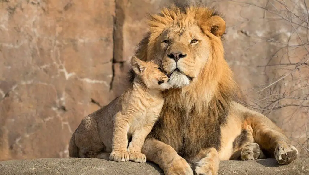 1611762689 a lion and his son nuzzle o meta