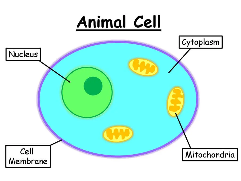 AnimalCellCytoplasmNucleusCellMembraneMitochondria