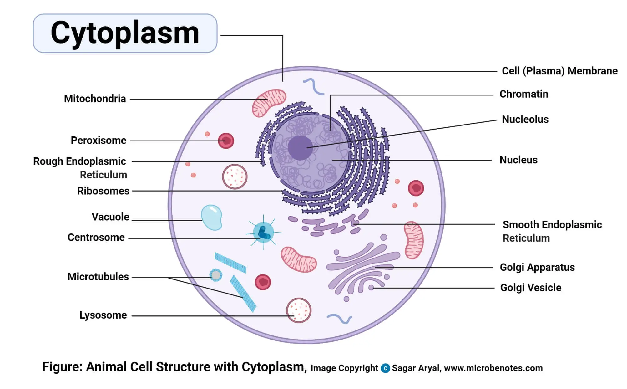 Cytoplasm Diagram