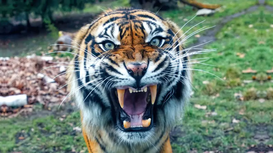 Man Eaters The Most Dangerous Animals That Eat Humans