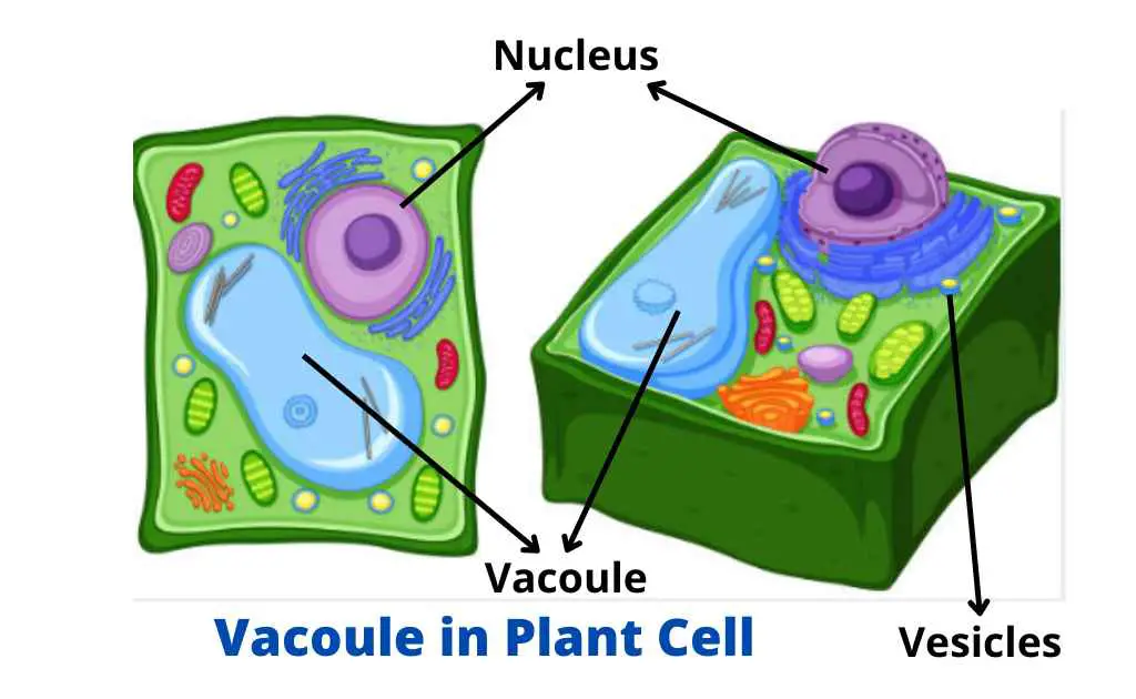 Vacoule in Plant Cell 11zon