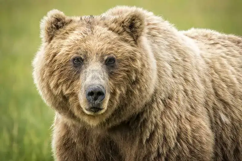 bear grizzly