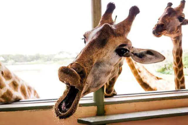 close up photography of a brown giraffe