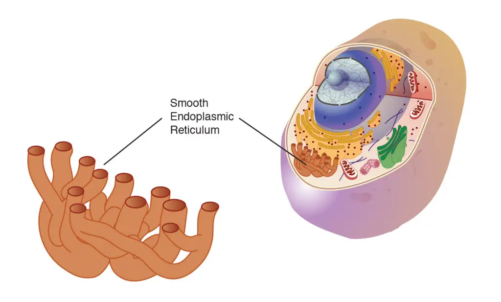 endoplasmic reticulum smooth