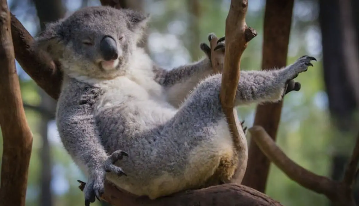 lazy and sleepy koala on a tree