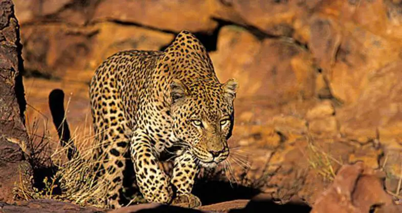 1 explore kruger hunters leopard nigel dennis 786x416 1
