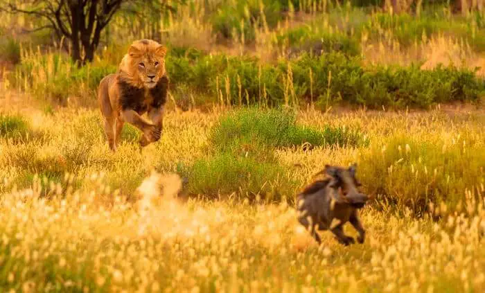 lion hunting warthog