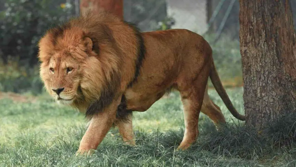 most dangerous animals lion