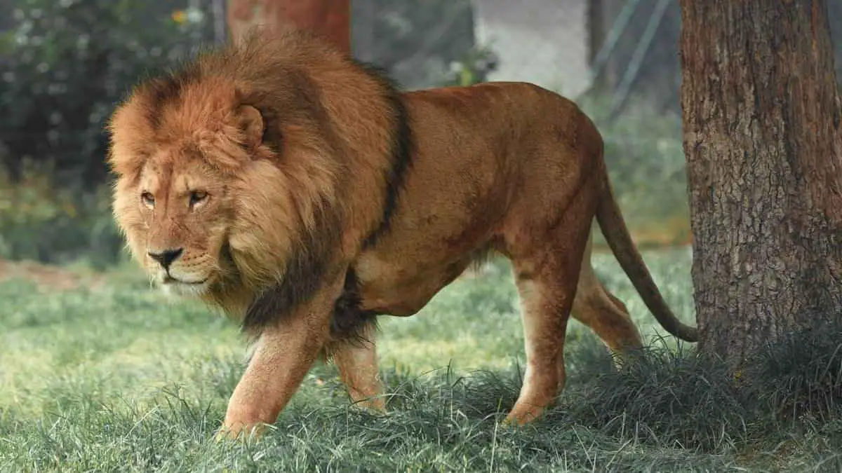 most dangerous animals lion